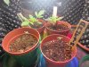 2x dinafem cheese autos, 2x dinafem amnesia auto.jpg 2x dinafem cheese autos, 2x dinafem amnesia auto.jpg
