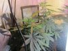 Afghan Kush Ryder 1 (furthest back) & 2.jpg Afghan Kush Ryder 1 (furthest back) & 2.jpg