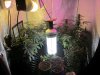 the grow tent.jpg the grow tent.jpg