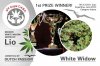 White Widow Winner.jpg