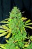 white-widow-auto.jpg