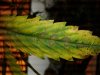 20170406_220930.jpg