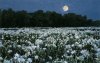 05+Flower+Moon+.jpg