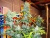 day55f.JPG