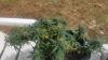 pot pix.png