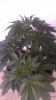 IMAG0808.jpg
