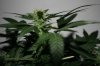 Onyx 52 days C bud 2.jpg