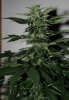 Onyx 52 days E bud 2.jpg