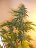 CJ 2_8-18-12 @ 69 DAYS.JPG