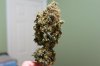 harvest_rrf2.jpg