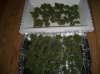 APPY HARVEST 2.JPG