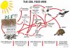 SOIL-FOOD-WEB.jpg
