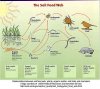 soilfoodweb3.jpg
