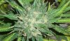 CJ HARVEST 6.jpg