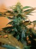 ONYX 58 DAYS B BUD.jpg ONYX 58 DAYS B BUD.jpg
