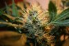 ONYX 58 DAYS C BUD.jpg ONYX 58 DAYS C BUD.jpg