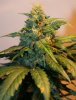 ONYX 58 DAYS D BUD.jpg ONYX 58 DAYS D BUD.jpg