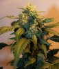ONYX 58 DAYS E BUD b.jpg ONYX 58 DAYS E BUD b.jpg