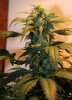 ONYX 58 DAYS E BUD.jpg ONYX 58 DAYS E BUD.jpg