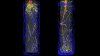 MRI Plant Roots.jpg