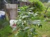 100_6238.jpg