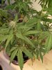 IMG_20170426_213211.jpg
