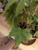 IMG_20170426_213251.jpg