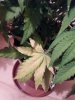 IMG_20170426_213447.jpg