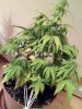 IMG_20170426_213500.jpg