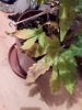 IMG_20170426_213526.jpg