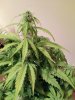 IMG_20170426_213558.jpg