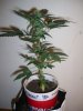 BLKDRG 4_8-27-12 1.JPG