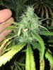 Aurora Indica Bud.JPG