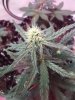 SourStomper D33.JPG