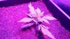20170527_171259_HDR.jpg