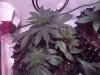 Stilton D21.JPG
