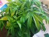 IMG_20170531_140810.jpg