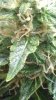 trichs1.jpg