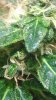 trichs2.jpg