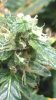 trichs3.jpg