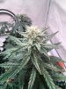 SourStomper D43.JPG