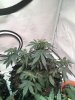 Stilton D26.JPG