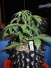 DSCN1224.jpg