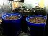 seedlings back in cab.jpg