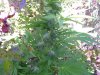 100_6475.jpg