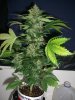 RRF_9-16-12 4.jpg