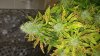 20170606_112316.jpg 20170606_112316.jpg
