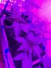 IMG_20170606_232951.jpg