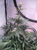 Sour Livers D33.JPG