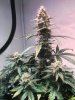 Sour Stomp D50.JPG